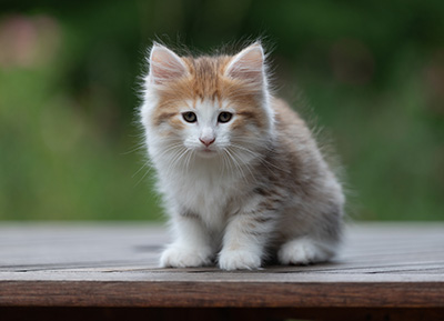 Berith - 8 weeks old