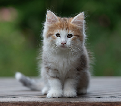 Berith - 8 weeks old
