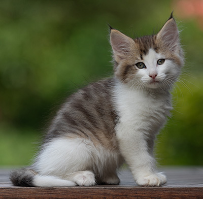 Bernhold - 8 weeks old