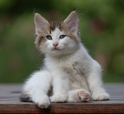 Bernhold - 8 weeks old