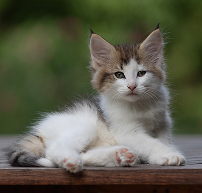 Bernhold - 8 weeks old
