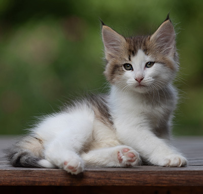 Bernhold - 8 weeks old