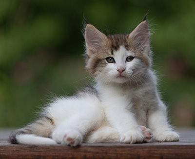 Bernhold - 8 weeks old
