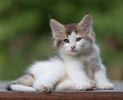 Bernhold - 8 weeks old