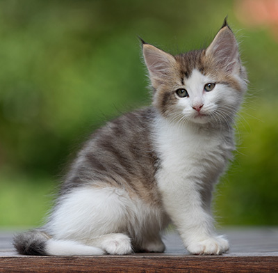 Bernhold - 8 weeks old