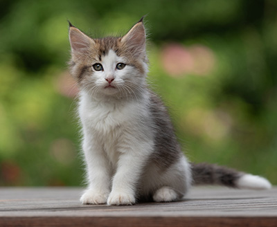 Bernhold - 8 weeks old