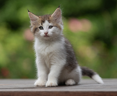 Bernhold - 8 weeks old