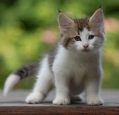 Bernhold - 8 weeks old