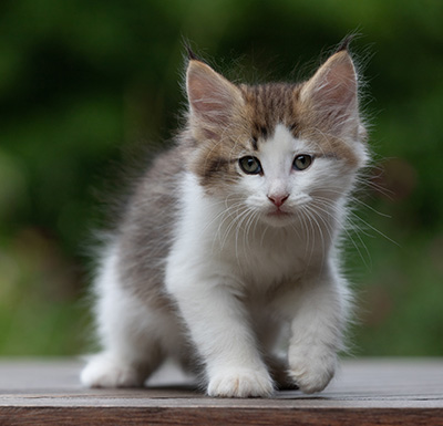 Bernhold - 8 weeks old