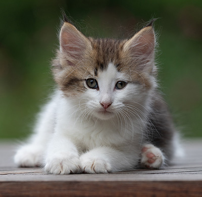 Bernhold - 8 weeks old