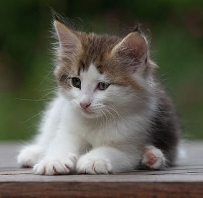 Bernhold - 8 weeks old
