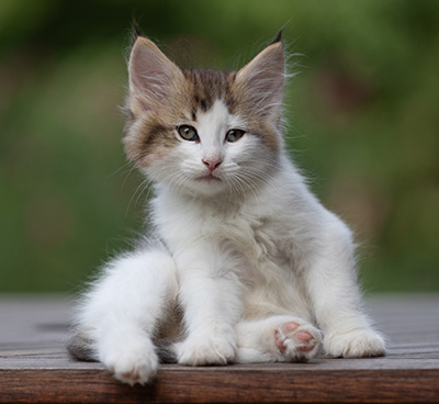 Bernhold - 8 weeks old