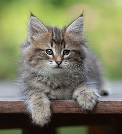 Birgit - 8 weeks old