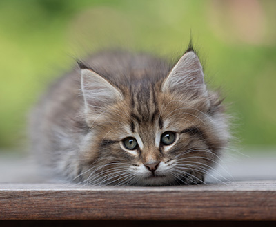 Birgit - 8 weeks old