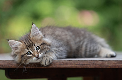 Birgit - 8 weeks old