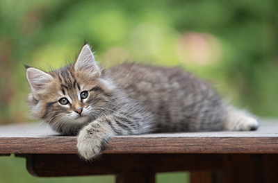 Birgit - 8 weeks old
