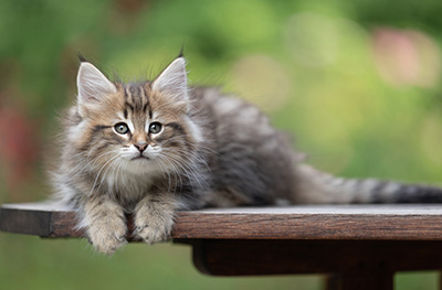 Birgit - 8 weeks old