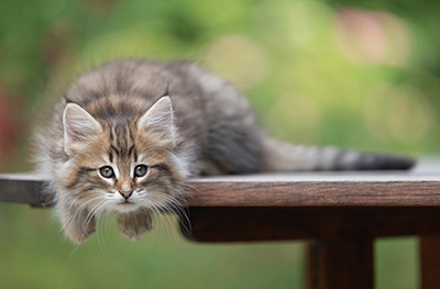 Birgit - 8 weeks old