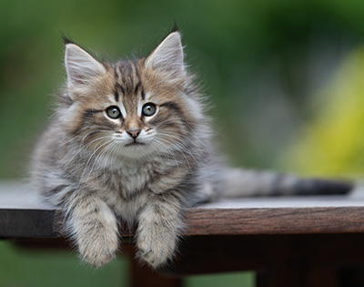 Birgit - 8 weeks old