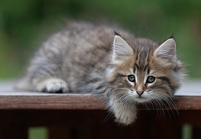 Birgit - 8 weeks old