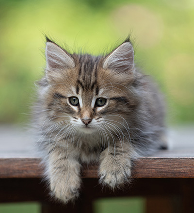 Birgit - 8 weeks old