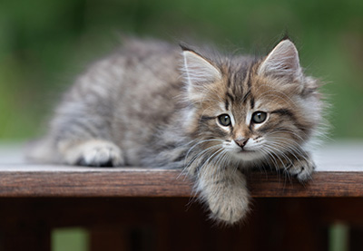 Birgit - 8 weeks old