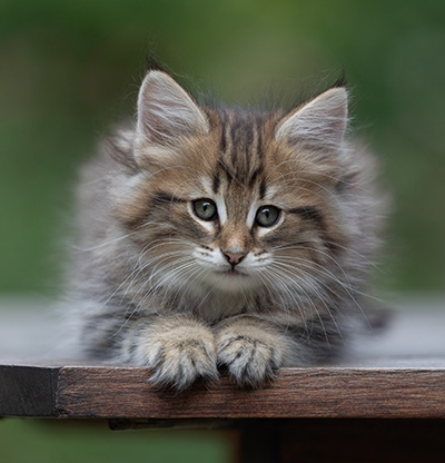 Birgit - 8 weeks old