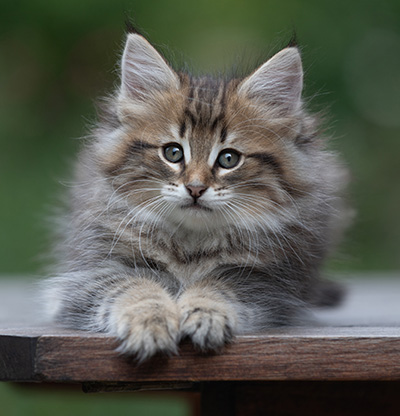 Birgit - 8 weeks old