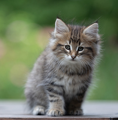 Birgit - 8 weeks old