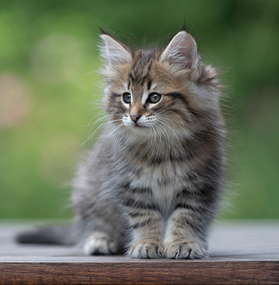 Birgit - 8 weeks old