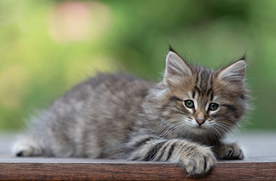 Birgit - 8 weeks old