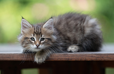 Birgit - 8 weeks old