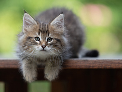 Birgit - 8 weeks old
