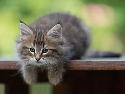 Birgit - 8 weeks old