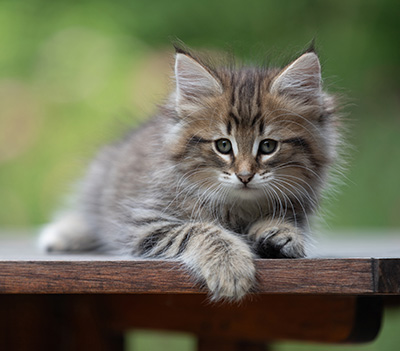 Birgit - 8 weeks old
