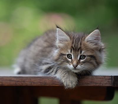 Birgit - 8 weeks old