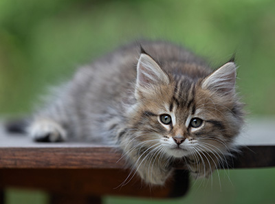 Birgit - 8 weeks old