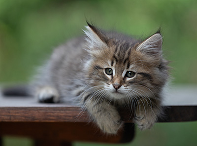 Birgit - 8 weeks old