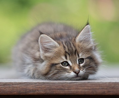 Birgit - 8 weeks old