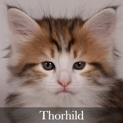 Thorhild