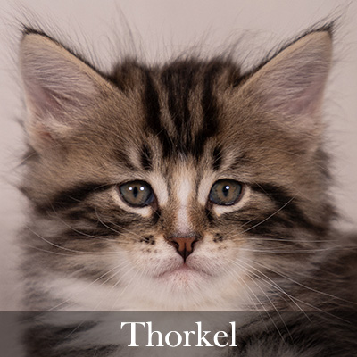 Thorkel