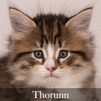 Thorunn