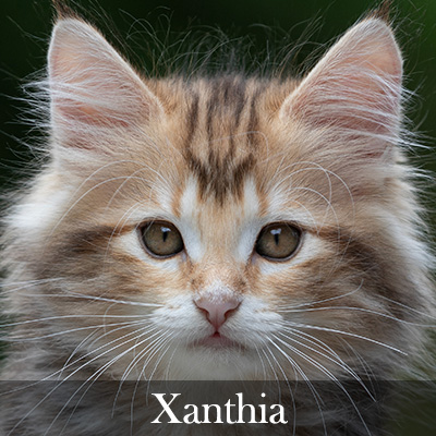 Xanthia