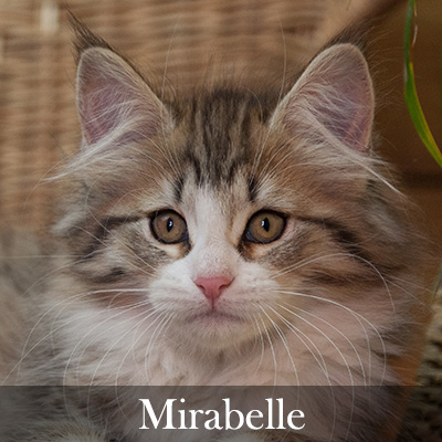 Mirabelle