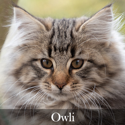 Owli