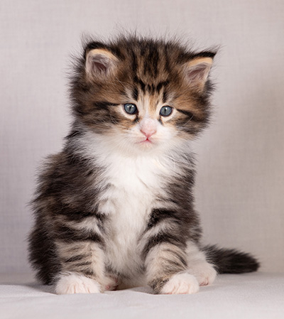 Bergman - 4 weeks old