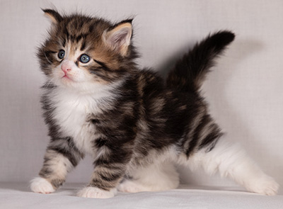 Bergman - 4 weeks old