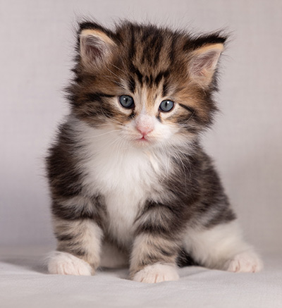 Bergman - 4 weeks old