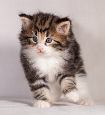 Bergman - 4 weeks old