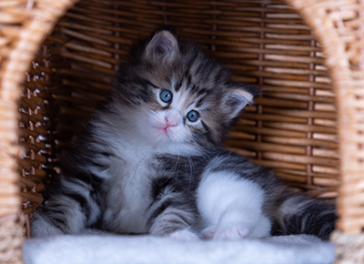 Bergman - 4 weeks old